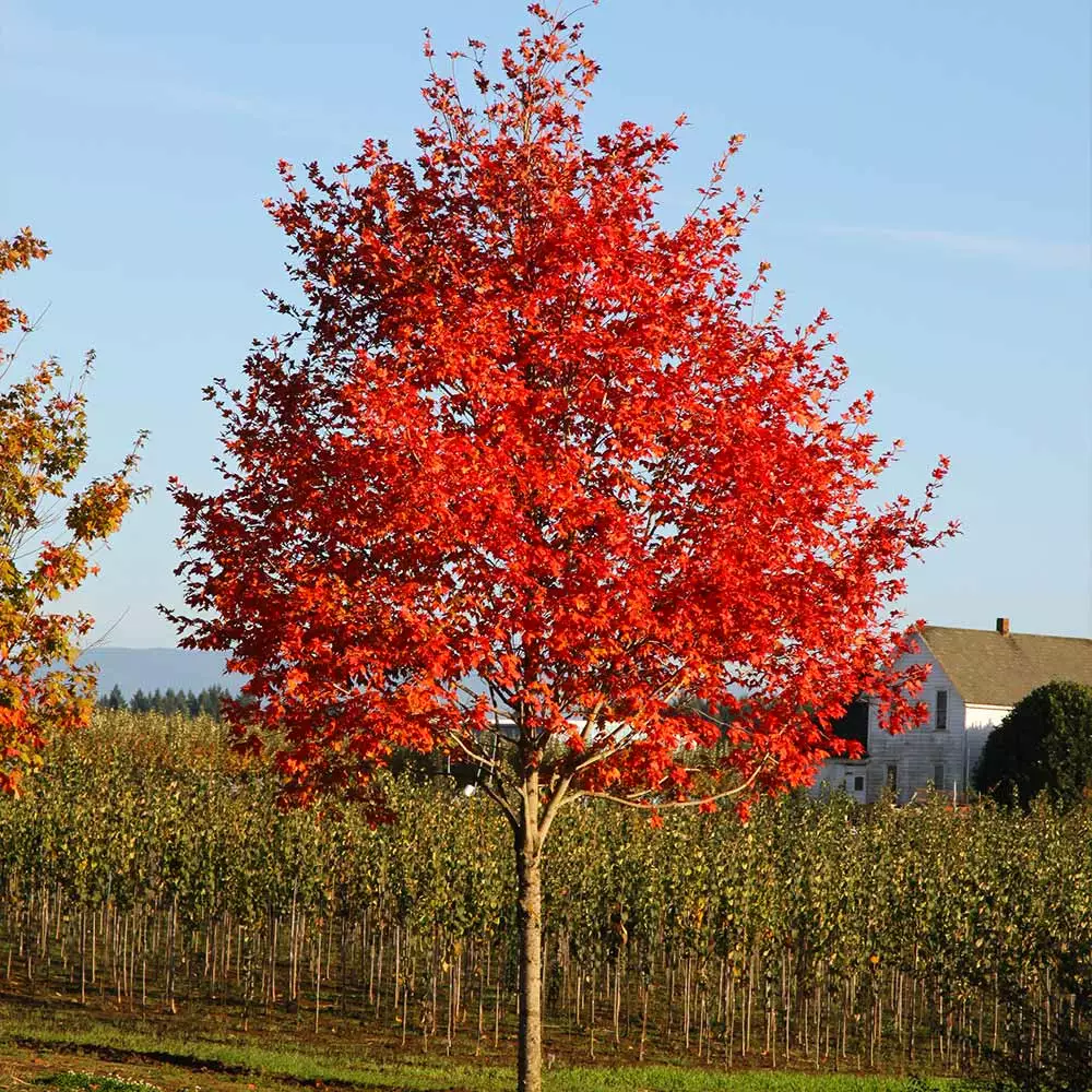 Fast Growing Trees Maple Trees Flashfire Maple Tree 6 Fast Growing Trees Maple Trees Flashfire Maple Tree