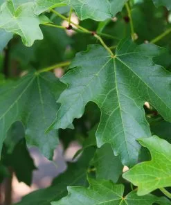 Fast Growing Trees Maple Trees Flashfire Maple Tree 11 Fast Growing Trees Maple Trees Flashfire Maple Tree