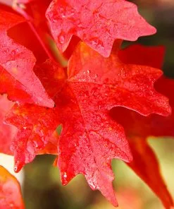 Fast Growing Trees Maple Trees Flashfire Maple Tree