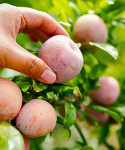 Fast Growing Trees Flavor King® Pluot Tree Plum Trees 8 Fast Growing Trees Flavor King® Pluot Tree Plum Trees
