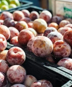 Fast Growing Trees Flavor King® Pluot Tree Plum Trees 9 Fast Growing Trees Flavor King® Pluot Tree Plum Trees