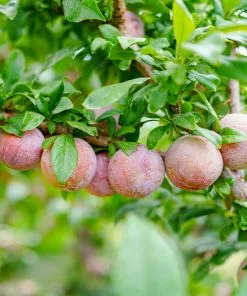 Fast Growing Trees Flavor King® Pluot Tree Plum Trees