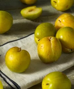 Fast Growing Trees Plum Trees Flavor Queen Pluot® 8 Fast Growing Trees Plum Trees Flavor Queen Pluot®