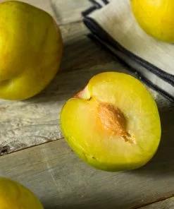 Fast Growing Trees Plum Trees Flavor Queen Pluot® 9 Fast Growing Trees Plum Trees Flavor Queen Pluot®