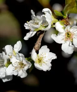 Fast Growing Trees Plum Trees Flavor Queen Pluot® 10 Fast Growing Trees Plum Trees Flavor Queen Pluot®
