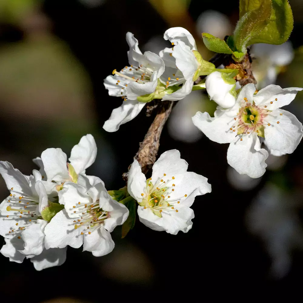 Fast Growing Trees Plum Trees Flavor Queen Pluot® 6 Fast Growing Trees Plum Trees Flavor Queen Pluot®