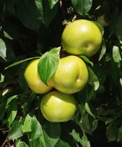 Fast Growing Trees Plum Trees Flavor Queen Pluot® 11 Fast Growing Trees Plum Trees Flavor Queen Pluot®