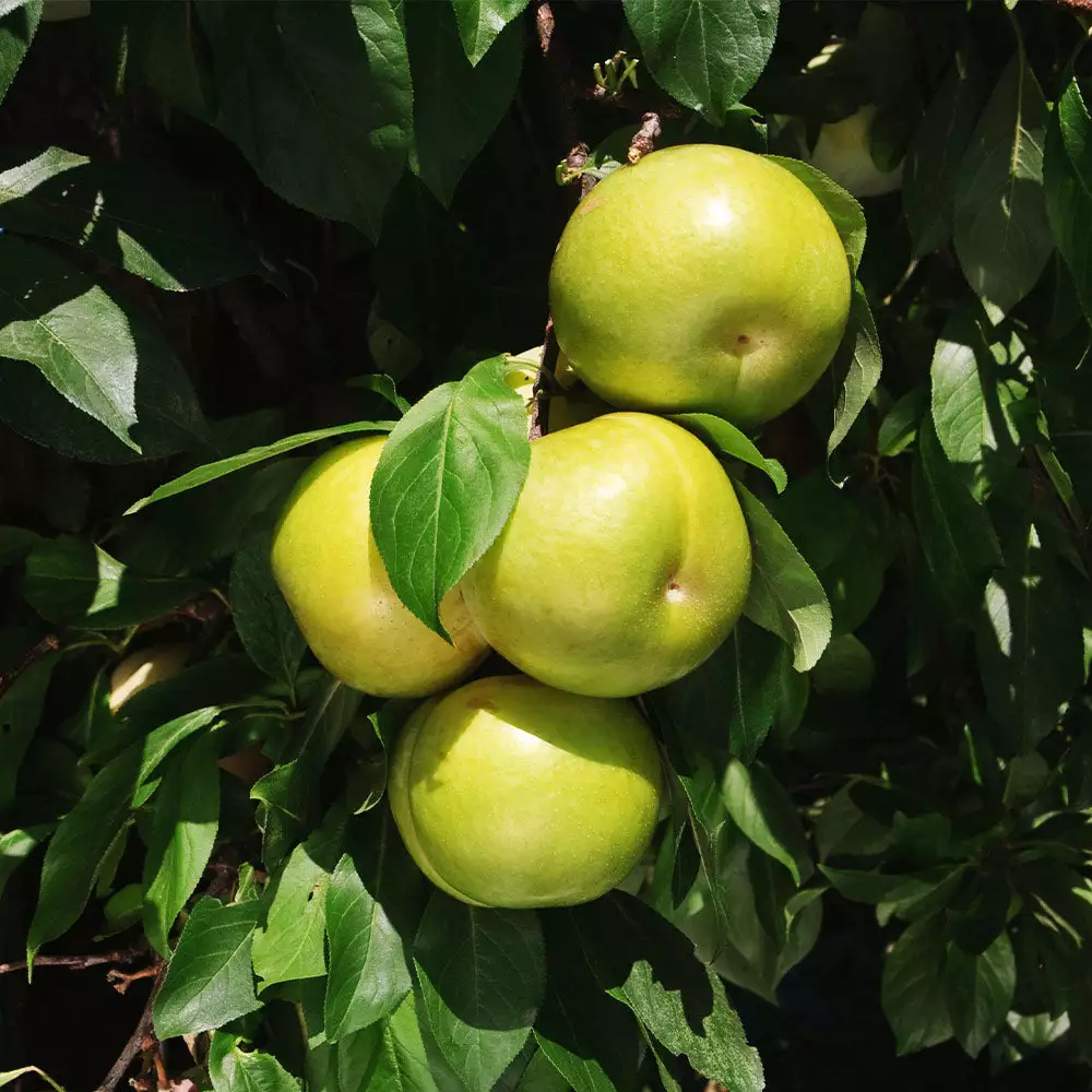 Fast Growing Trees Plum Trees Flavor Queen Pluot® 7 Fast Growing Trees Plum Trees Flavor Queen Pluot®