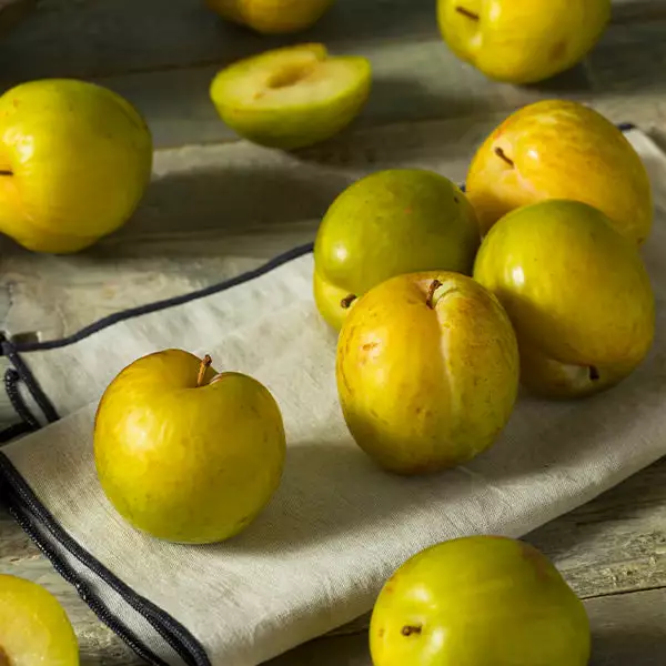 Fast Growing Trees Plum Trees Flavor Queen Pluot® 3 Fast Growing Trees Plum Trees Flavor Queen Pluot®