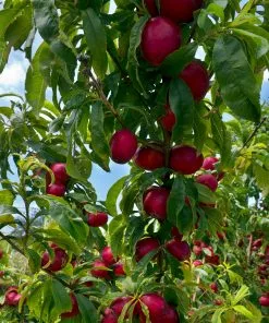 Fast Growing Trees Flavortop Nectarine Tree See All Fruit Trees 7 Fast Growing Trees Flavortop Nectarine Tree See All Fruit Trees