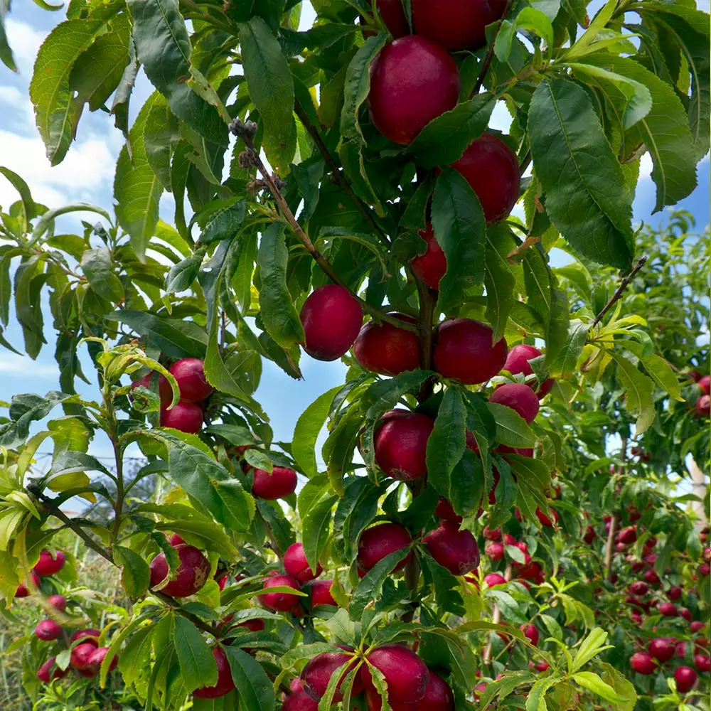 Fast Growing Trees Flavortop Nectarine Tree See All Fruit Trees 4 Fast Growing Trees Flavortop Nectarine Tree See All Fruit Trees
