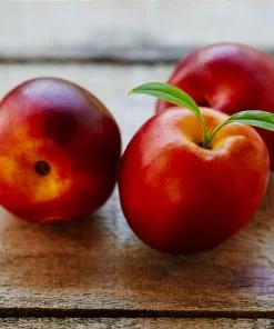 Fast Growing Trees Flavortop Nectarine Tree See All Fruit Trees 8 Fast Growing Trees Flavortop Nectarine Tree See All Fruit Trees