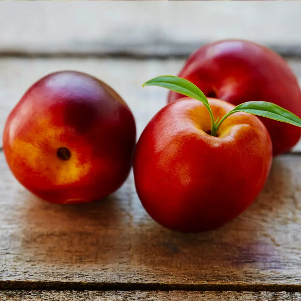 Fast Growing Trees Flavortop Nectarine Tree See All Fruit Trees 5 Fast Growing Trees Flavortop Nectarine Tree See All Fruit Trees