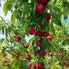 Fast Growing Trees Flavortop Nectarine Tree See All Fruit Trees 1 Fast Growing Trees Flavortop Nectarine Tree See All Fruit Trees