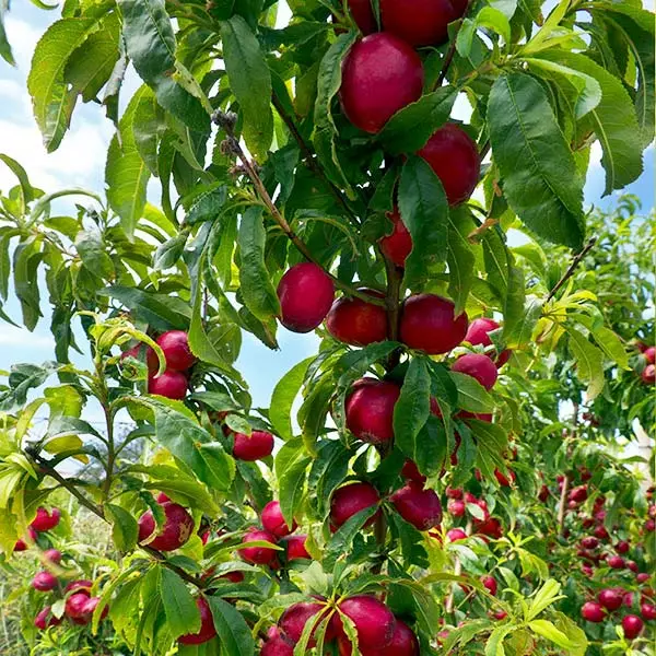 Fast Growing Trees Flavortop Nectarine Tree See All Fruit Trees 3 Fast Growing Trees Flavortop Nectarine Tree See All Fruit Trees
