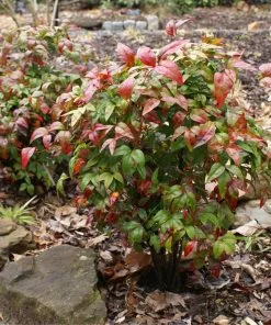 Fast Growing Trees Flirt™ Nandina Shrub 8 Fast Growing Trees Flirt™ Nandina Shrub