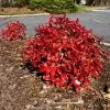 Fast Growing Trees Flirt™ Nandina Shrub