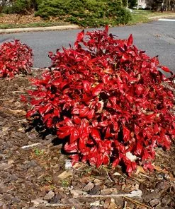 Fast Growing Trees Flirt⢠Nandina Shrub