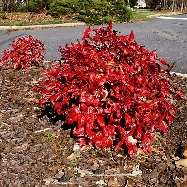 Fast Growing Trees Flirt™ Nandina Shrub 3 Fast Growing Trees Flirt™ Nandina Shrub