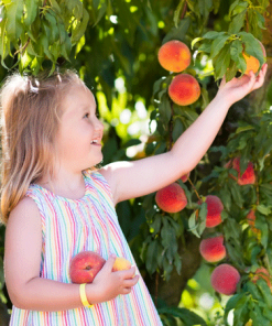 Fast Growing Trees Florida King Peach Tree See All Fruit Trees