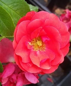 Fast Growing Trees Roses Flower Carpet Red Rose
