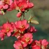 Fast Growing Trees Flowering Quince See All Shrubs & Hedges 1 Fast Growing Trees Flowering Quince See All Shrubs & Hedges