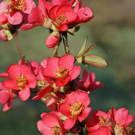 Fast Growing Trees Flowering Quince See All Shrubs & Hedges 4 Fast Growing Trees Flowering Quince See All Shrubs & Hedges