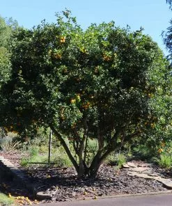 Fast Growing Trees Citrus Trees Hardy Orange Tree 'Flying Dragon' 14 Fast Growing Trees Citrus Trees Hardy Orange Tree 'Flying Dragon'