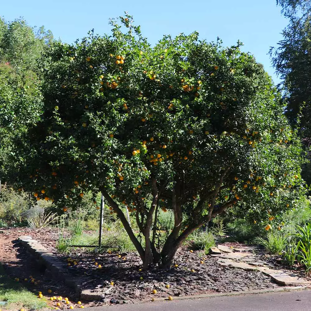 Fast Growing Trees Citrus Trees Hardy Orange Tree 'Flying Dragon' 5 Fast Growing Trees Citrus Trees Hardy Orange Tree 'Flying Dragon'