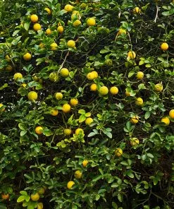Fast Growing Trees Citrus Trees Hardy Orange Tree 'Flying Dragon' 17 Fast Growing Trees Citrus Trees Hardy Orange Tree 'Flying Dragon'