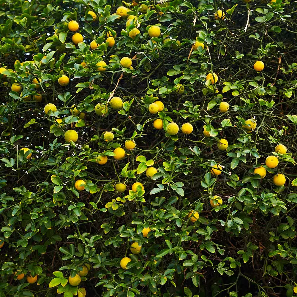 Fast Growing Trees Citrus Trees Hardy Orange Tree 'Flying Dragon' 8 Fast Growing Trees Citrus Trees Hardy Orange Tree 'Flying Dragon'