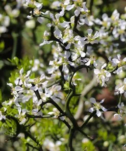 Fast Growing Trees Citrus Trees Hardy Orange Tree 'Flying Dragon' 18 Fast Growing Trees Citrus Trees Hardy Orange Tree 'Flying Dragon'