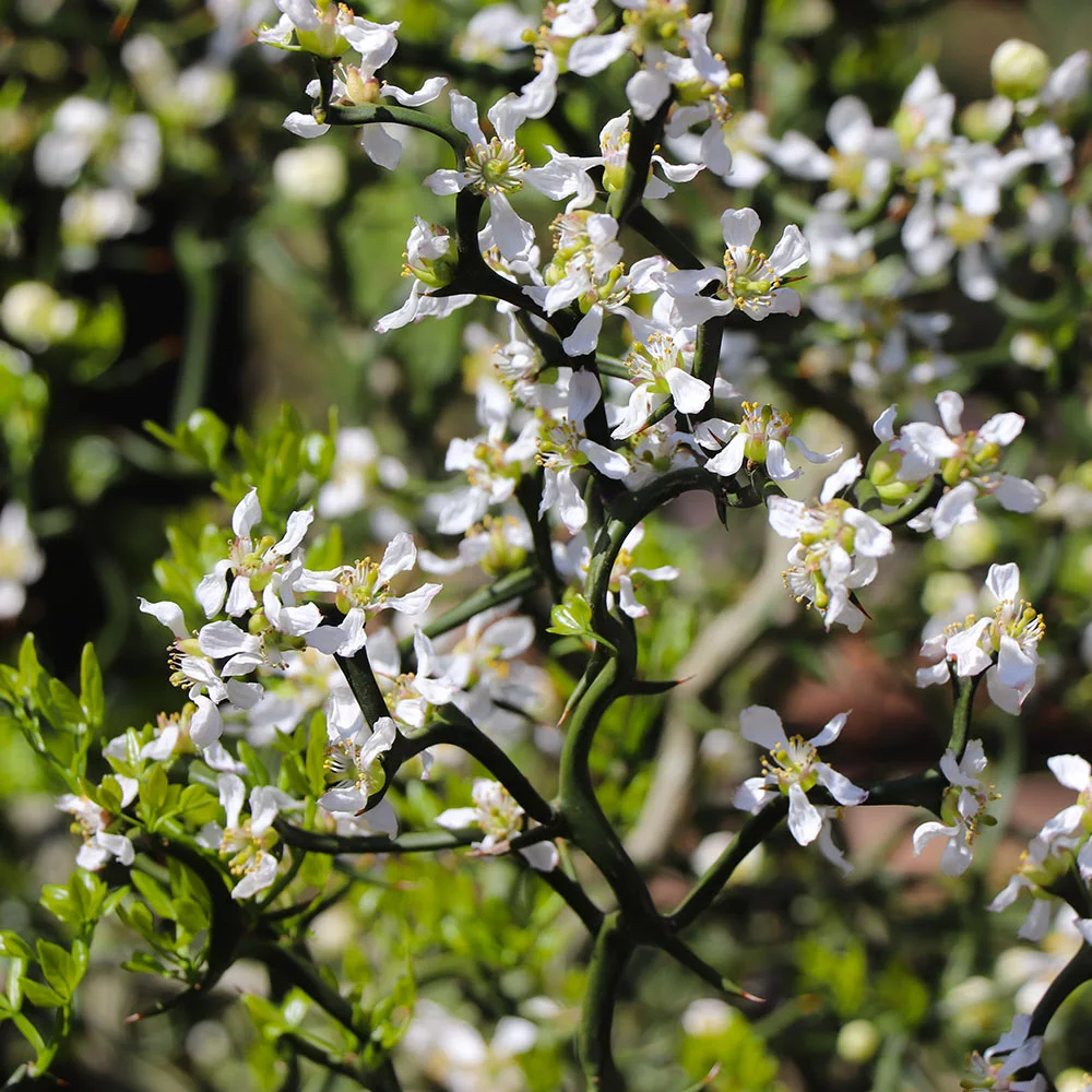 Fast Growing Trees Citrus Trees Hardy Orange Tree 'Flying Dragon' 9 Fast Growing Trees Citrus Trees Hardy Orange Tree 'Flying Dragon'