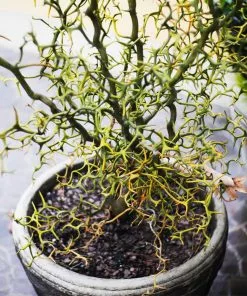 Fast Growing Trees Citrus Trees Hardy Orange Tree 'Flying Dragon' 15 Fast Growing Trees Citrus Trees Hardy Orange Tree 'Flying Dragon'