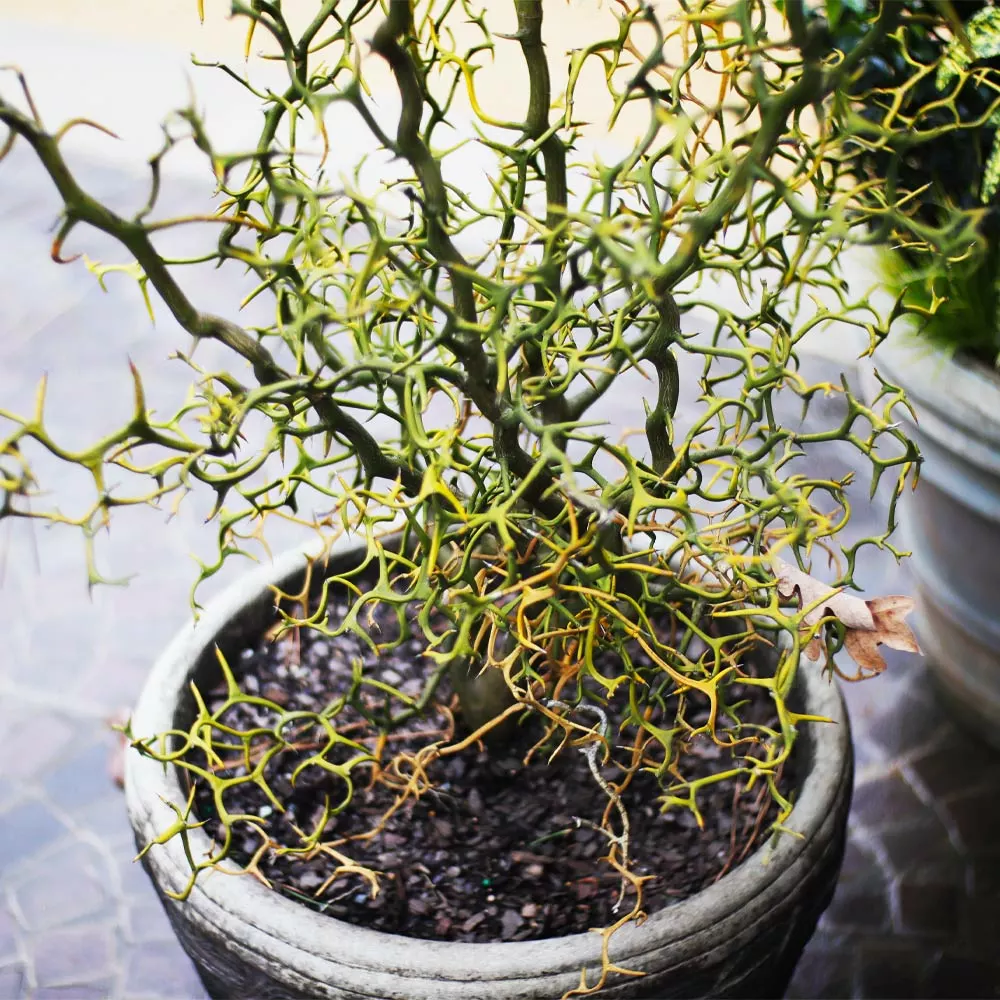 Fast Growing Trees Citrus Trees Hardy Orange Tree 'Flying Dragon' 6 Fast Growing Trees Citrus Trees Hardy Orange Tree 'Flying Dragon'