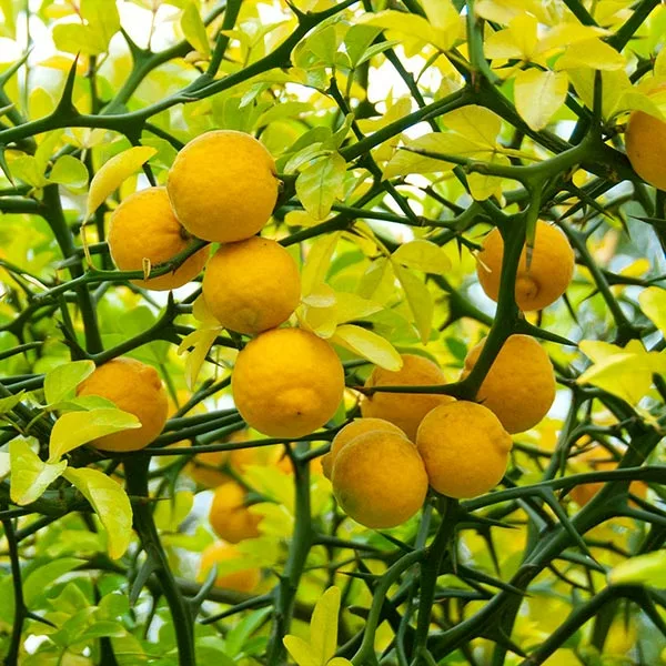 Fast Growing Trees Citrus Trees Hardy Orange Tree 'Flying Dragon' 3 Fast Growing Trees Citrus Trees Hardy Orange Tree 'Flying Dragon'