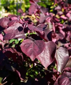 Fast Growing Trees Forest Pansy Redbud 9 Fast Growing Trees Forest Pansy Redbud