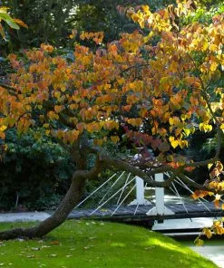 Fast Growing Trees Forest Pansy Redbud 11 Fast Growing Trees Forest Pansy Redbud