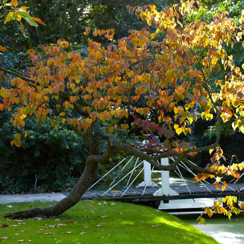 Fast Growing Trees Forest Pansy Redbud 7 Fast Growing Trees Forest Pansy Redbud