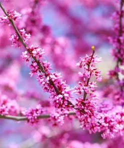 Fast Growing Trees Forest Pansy Redbud 10 Fast Growing Trees Forest Pansy Redbud