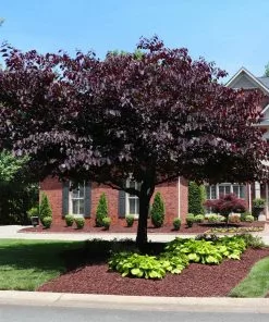 Fast Growing Trees Forest Pansy Redbud
