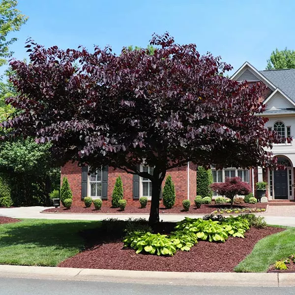 Fast Growing Trees Forest Pansy Redbud 3 Fast Growing Trees Forest Pansy Redbud