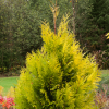 Fast Growing Trees Forever Goldy Arborvitae Tree Arborvitae Trees 1 Fast Growing Trees Forever Goldy Arborvitae Tree Arborvitae Trees