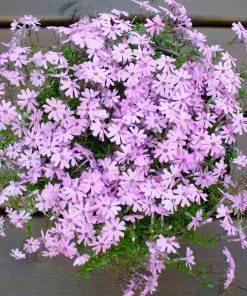 Fast Growing Trees Fort Hill Creeping Phlox Plant 7 Fast Growing Trees Fort Hill Creeping Phlox Plant