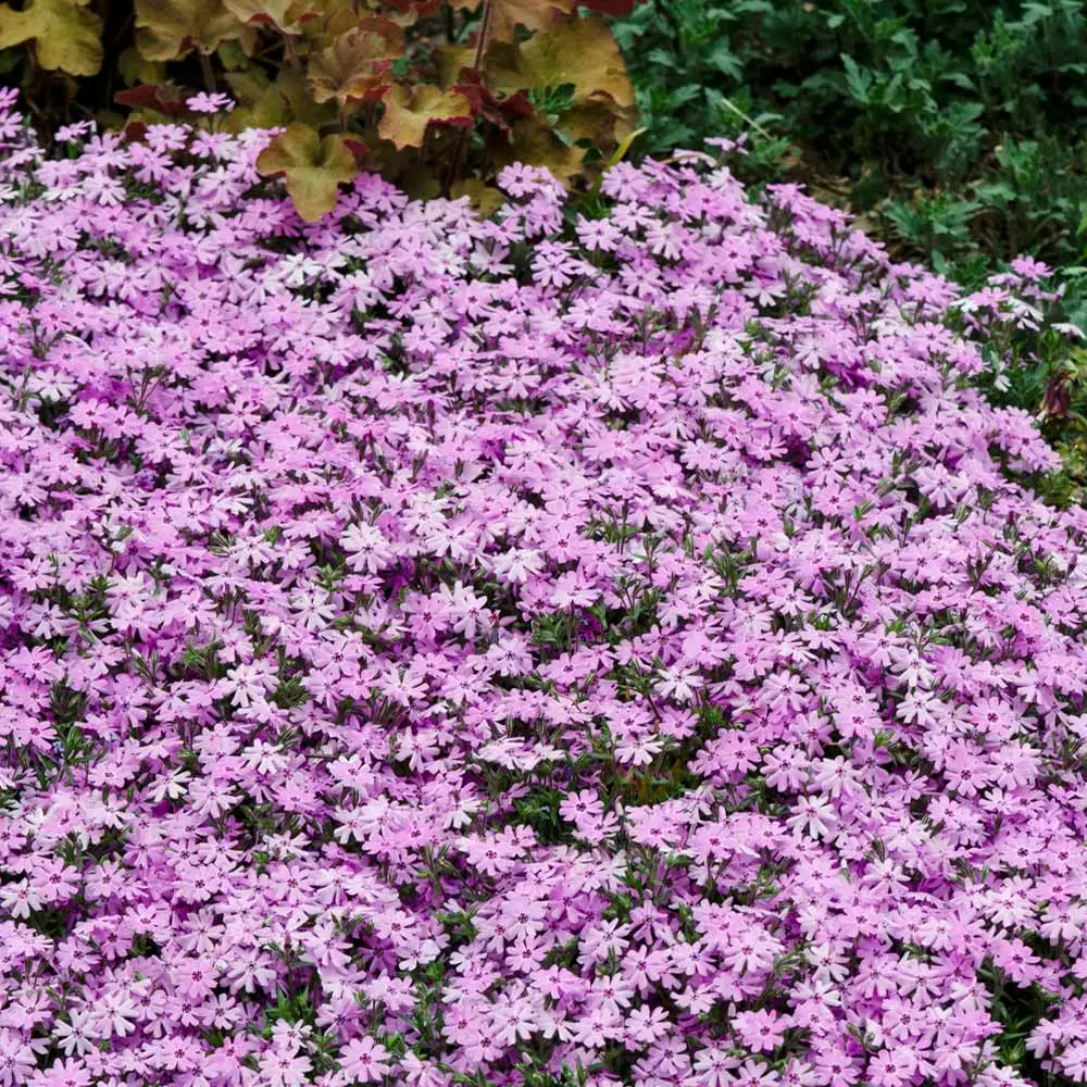 Fast Growing Trees Fort Hill Creeping Phlox Plant 4 Fast Growing Trees Fort Hill Creeping Phlox Plant
