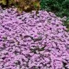Fast Growing Trees Fort Hill Creeping Phlox Plant 1 Fast Growing Trees Fort Hill Creeping Phlox Plant
