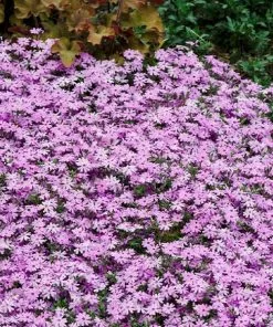 Fast Growing Trees Fort Hill Creeping Phlox Plant