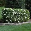 Fast Growing Trees Four Seasons Gardenia Shrub Gardenias 1 Fast Growing Trees Four Seasons Gardenia Shrub Gardenias