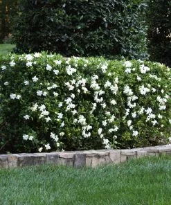 Fast Growing Trees Four Seasons Gardenia Shrub Gardenias