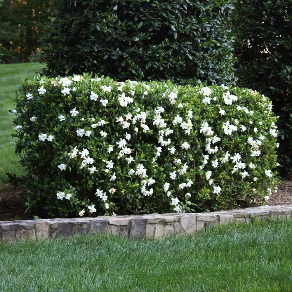Fast Growing Trees Four Seasons Gardenia Shrub Gardenias 3 Fast Growing Trees Four Seasons Gardenia Shrub Gardenias